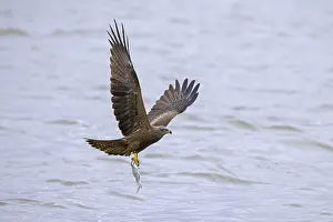 Black kite (Milvus migrans) in flight swooping down to catch fish from lake with its talons