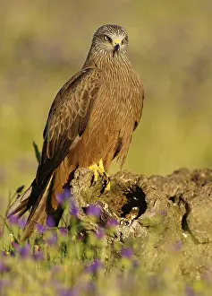 Black Kite (Milvus migrans) in a flower meadow