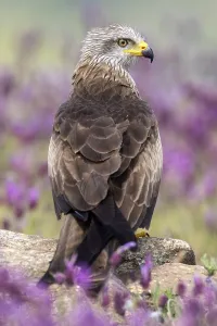 Black Kite (Milvus migrans) amongst flowers