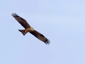 Black Kite (Milvus migrans), flying
