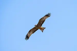 Black kite (Milvus migrans) flying against a blue sky