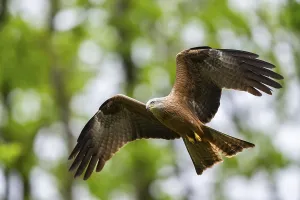 Black kite (Milvus migrans) flying in a forest in early summer
