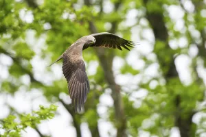 Black kite (Milvus migrans) flying in a forest in early summer