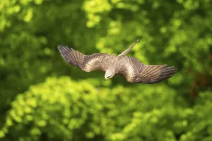 Black kite (Milvus migrans) flying in a forest in early summer