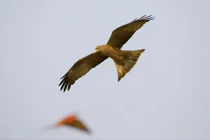 Black kite (Milvus migrans) is hunting a Carmin Bee-eater (Merops nubicoides)