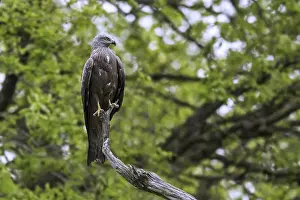 Black kite (Milvus migrans) perched in tree