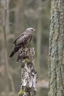 One black kite (Milvus migrans) sitting on a dead birch tree in a forest