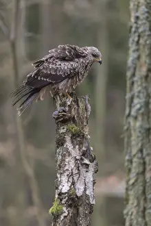 One black kite (Milvus migrans) sitting on a dead birch tree in a forest