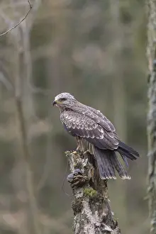 One black kite (Milvus migrans) sitting on a dead birch tree in a forest