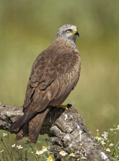 Black kite (Milvus migrans) sitting on a dead branch