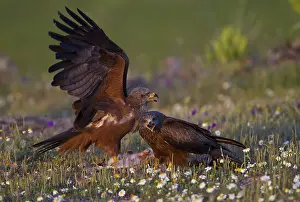 Black Kites (Milvus migrans) feeding on the carcass of a hare