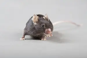 Black laboratory mouse isolated on grey background
