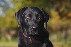 Black Labrador Retriever (Canis lupus familiaris)