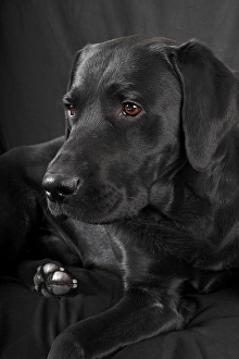 Black Labrador Retriever dog, male
