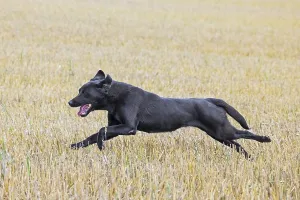 Black Labrador Retriever gun dog