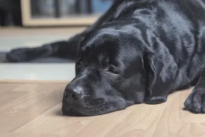 Black labrador retriever lying on the floor facing the camera