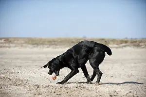 Black Labrador Retriever playing with a ball