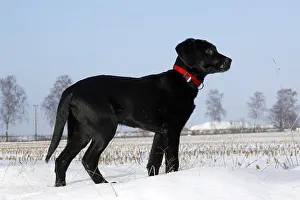 Black Labrador Retriever puppy