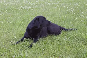 Black labrador sitting on the grass