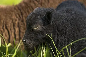 Black lamb, portrait, Ouessant sheep (Breton dwarf sheep)