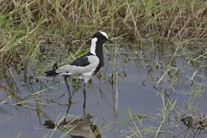 Black lapwing in the water