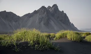 Black lava beach, sandy beach, dunes with dry grass