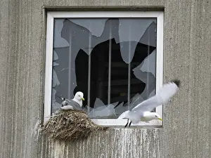 Black-legged kittiwake (Rissa tridactyla)