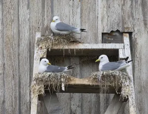 Black-legged kittiwake (Rissa tridactyla)