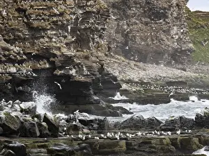 Black-legged kittiwake (Rissa tridactyla)