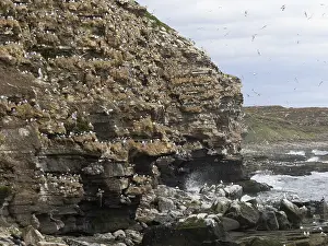 Black-legged kittiwake (Rissa tridactyla)