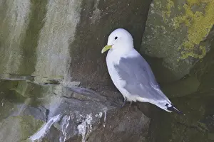 Black-legged Kittiwake (Rissa tridactyla)