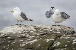 Black-Legged Kittiwake (Rissa tridactyla)