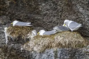 Black-legged kittiwake (Rissa tridactyla)