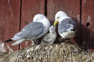 Black-legged kittiwake (Rissa tridactyla)
