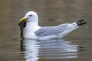 Black-legged kittiwake (Rissa tridactyla)