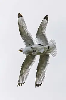 Black-legged kittiwake, Rissa tridactyla