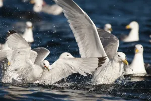 A Black-legged Kittiwake (Rissa tridactyla) feed on baitfish