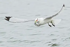 Black-legged Kittiwake (Rissa tridactyla) feeding in the ocean near Nome