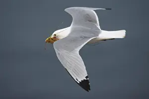 Black-legged Kittiwake (Rissa tridactyla) flying