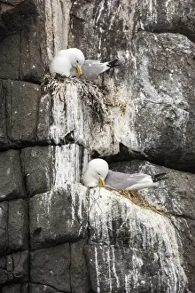 Black-legged Kittiwake (Rissa tridactyla) on nest