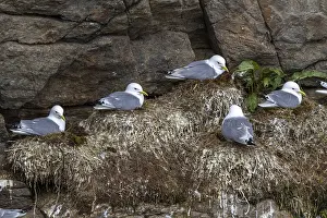 Black-legged kittiwakes on the breeding rock (Rissa tridactyla)