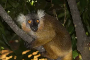Black lemur (Eulemur macaco), female