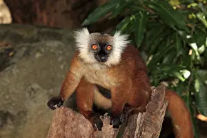 Black Lemur (Eulemur macaco), female with young
