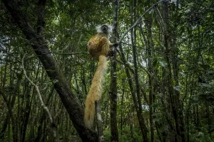 Black lemur (Eulemur macaco macaco) in the rainforests of north-west Madagascar