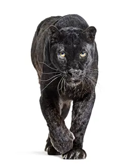 Black leopard, panthera pardus