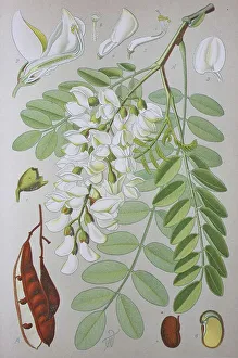 Black locust (Robinia pseudoacacia)