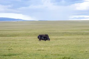 Black male yak in the green meadow, Kyrgyzstan
