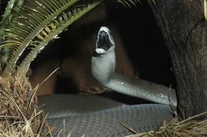 Black mamba (Dendroaspis polylepis)