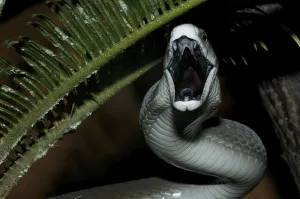 Black mamba (Dendroaspis polylepis)