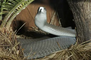 Black mamba (Dendroaspis polylepis)